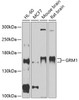 Western blot analysis of extracts of various cell lines, using GRM1 antibody (14-028) at 1:1000 dilution.<br/>Secondary antibody: HRP Goat Anti-Rabbit IgG (H+L) at 1:10000 dilution.<br/>Lysates/proteins: 25ug per lane.<br/>Blocking buffer: 3% nonfat dry milk in TBST.<br/>Detection: ECL Basic Kit.<br/>Exposure time: 1s.