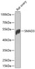 Western blot analysis of extracts of rat ovary, using SMAD3 antibody (14-031) at 1:1000 dilution.<br/>Secondary antibody: HRP Goat Anti-Rabbit IgG (H+L) at 1:10000 dilution.<br/>Lysates/proteins: 25ug per lane.<br/>Blocking buffer: 3% nonfat dry milk in TBST.<br/>Detection: ECL Basic Kit.<br/>Exposure time: 10s.