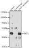 Immunoprecipitation analysis of 200ug extracts of Raji cells, using 3 ug NCF1 antibody (14-032) . Western blot was performed from the immunoprecipitate using NCF1 antibody (14-032) at a dilition of 1:1000.