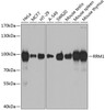 Western blot analysis of extracts of various cell lines, using RRM1 antibody (14-040) at 1:1000 dilution.<br/>Secondary antibody: HRP Goat Anti-Rabbit IgG (H+L) at 1:10000 dilution.<br/>Lysates/proteins: 25ug per lane.<br/>Blocking buffer: 3% nonfat dry milk in TBST.<br/>Detection: ECL Basic Kit.<br/>Exposure time: 10s.