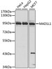 Western blot analysis of extracts of various cell lines, using MAD1L1 antibody (14-043) at 1:1000 dilution.<br/>Secondary antibody: HRP Goat Anti-Rabbit IgG (H+L) at 1:10000 dilution.<br/>Lysates/proteins: 25ug per lane.<br/>Blocking buffer: 3% nonfat dry milk in TBST.<br/>Detection: ECL Basic Kit.