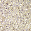 Immunohistochemistry of paraffin-embedded mouse liver using MAD1L1 antibody (14-043) at dilution of 1:100 (40x lens) .