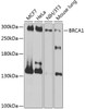 Western blot analysis of extracts of various cell lines, using BRCA1 antibody (14-048) at 1:1000 dilution.<br/>Secondary antibody: HRP Goat Anti-Rabbit IgG (H+L) at 1:10000 dilution.<br/>Lysates/proteins: 25ug per lane.<br/>Blocking buffer: 3% nonfat dry milk in TBST.<br/>Detection: ECL Basic Kit.<br/>Exposure time: 1s.