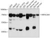 Western blot analysis of extracts of various cell lines, using HEPACAM antibody (14-057) at 1:3000 dilution.<br/>Secondary antibody: HRP Goat Anti-Rabbit IgG (H+L) at 1:10000 dilution.<br/>Lysates/proteins: 25ug per lane.<br/>Blocking buffer: 3% nonfat dry milk in TBST.<br/>Detection: ECL Basic Kit.<br/>Exposure time: 10s.