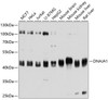 Western blot analysis of extracts of various cell lines, using DNAJA1 antibody (14-063) at 1:3000 dilution.<br/>Secondary antibody: HRP Goat Anti-Rabbit IgG (H+L) at 1:10000 dilution.<br/>Lysates/proteins: 25ug per lane.<br/>Blocking buffer: 3% nonfat dry milk in TBST.<br/>Detection: ECL Basic Kit.<br/>Exposure time: 1s.