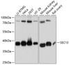 Western blot analysis of extracts of various cell lines, using SEC13 antibody (14-066) at 1:3000 dilution.<br/>Secondary antibody: HRP Goat Anti-Rabbit IgG (H+L) at 1:10000 dilution.<br/>Lysates/proteins: 25ug per lane.<br/>Blocking buffer: 3% nonfat dry milk in TBST.<br/>Detection: ECL Basic Kit.<br/>Exposure time: 10s.