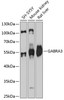 Western blot analysis of extracts of various cell lines, using GABRA3 antibody (14-079) at 1:3000 dilution.<br/>Secondary antibody: HRP Goat Anti-Rabbit IgG (H+L) at 1:10000 dilution.<br/>Lysates/proteins: 25ug per lane.<br/>Blocking buffer: 3% nonfat dry milk in TBST.<br/>Detection: ECL Basic Kit.<br/>Exposure time: 30s.