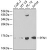 Western blot analysis of extracts of various cell lines, using PFN1 antibody (14-080) at 1:1000 dilution.<br/>Secondary antibody: HRP Goat Anti-Rabbit IgG (H+L) at 1:10000 dilution.<br/>Lysates/proteins: 25ug per lane.<br/>Blocking buffer: 3% nonfat dry milk in TBST.