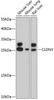 Western blot analysis of extracts of various cell lines, using CLDN3 antibody (14-084) at 1:3000 dilution.<br/>Secondary antibody: HRP Goat Anti-Rabbit IgG (H+L) at 1:10000 dilution.<br/>Lysates/proteins: 25ug per lane.<br/>Blocking buffer: 3% nonfat dry milk in TBST.<br/>Detection: ECL Basic Kit.<br/>Exposure time: 20s.