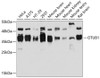 Western blot analysis of extracts of various cell lines, using OTUB1 antibody (14-086) at 1:3000 dilution.<br/>Secondary antibody: HRP Goat Anti-Rabbit IgG (H+L) at 1:10000 dilution.<br/>Lysates/proteins: 25ug per lane.<br/>Blocking buffer: 3% nonfat dry milk in TBST.<br/>Detection: ECL Basic Kit.<br/>Exposure time: 15s.