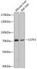 Western blot analysis of extracts of various cell lines, using CSTF3 antibody (14-090) at 1:3000 dilution.<br/>Secondary antibody: HRP Goat Anti-Rabbit IgG (H+L) at 1:10000 dilution.<br/>Lysates/proteins: 25ug per lane.<br/>Blocking buffer: 3% nonfat dry milk in TBST.<br/>Detection: ECL Enhanced Kit.<br/>Exposure time: 50s.