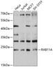 Western blot analysis of extracts of various cell lines, using RAB11A antibody (14-092) at 1:1000 dilution.<br/>Secondary antibody: HRP Goat Anti-Rabbit IgG (H+L) at 1:10000 dilution.<br/>Lysates/proteins: 25ug per lane.<br/>Blocking buffer: 3% nonfat dry milk in TBST.<br/>Detection: ECL Basic Kit.<br/>Exposure time: 10s.