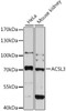 Western blot analysis of extracts of various cell lines, using ACSL3 antibody (14-096) at 1:3000 dilution.<br/>Secondary antibody: HRP Goat Anti-Rabbit IgG (H+L) at 1:10000 dilution.<br/>Lysates/proteins: 25ug per lane.<br/>Blocking buffer: 3% nonfat dry milk in TBST.<br/>Detection: ECL Enhanced Kit.<br/>Exposure time: 90s.