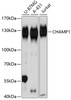 Western blot analysis of extracts of various cell lines, using CHAMP1 Antibody (14-102) at 1:3000 dilution.<br/>Secondary antibody: HRP Goat Anti-Rabbit IgG (H+L) at 1:10000 dilution.<br/>Lysates/proteins: 25ug per lane.<br/>Blocking buffer: 3% nonfat dry milk in TBST.<br/>Detection: ECL Basic Kit.<br/>Exposure time: 1s.