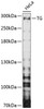 Western blot analysis of extracts of HeLa cells, using TG antibody (14-109) at 1:3000 dilution._Secondary antibody: HRP Goat Anti-Rabbit IgG (H+L) at 1:10000 dilution._Lysates/proteins: 25ug per lane._Blocking buffer: 3% nonfat dry milk in TBST._Detection: ECL Enhanced Kit._Exposure time: 90s.