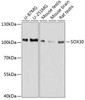 Western blot analysis of extracts of various cell lines, using SOX30 antibody (14-114) at 1:1000 dilution.<br/>Secondary antibody: HRP Goat Anti-Rabbit IgG (H+L) at 1:10000 dilution.<br/>Lysates/proteins: 25ug per lane.<br/>Blocking buffer: 3% nonfat dry milk in TBST.<br/>Detection: ECL Basic Kit.<br/>Exposure time: 10s.