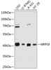 Western blot analysis of extracts of various cell lines, using MRPS9 antibody (14-119) at 1:3000 dilution.<br/>Secondary antibody: HRP Goat Anti-Rabbit IgG (H+L) at 1:10000 dilution.<br/>Lysates/proteins: 25ug per lane.<br/>Blocking buffer: 3% nonfat dry milk in TBST.<br/>Detection: ECL Basic Kit.<br/>Exposure time: 1s.