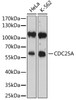 Western blot analysis of extracts of various cell lines, using CDC25A antibody (14-120) at 1:800 dilution.<br/>Secondary antibody: HRP Goat Anti-Rabbit IgG (H+L) at 1:10000 dilution.<br/>Lysates/proteins: 25ug per lane.<br/>Blocking buffer: 3% nonfat dry milk in TBST.<br/>Detection: ECL Basic Kit.<br/>Exposure time: 90s.