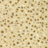 Immunohistochemistry of paraffin-embedded rat liver using CDC25A antibody (14-120) at dilution of 1:100 (40x lens) .