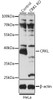 Western blot analysis of extracts from normal (control) and CRKL knockout (KO) HeLa cells, using CRKL antibody (14-122) at 1:3000 dilution.<br/>Secondary antibody: HRP Goat Anti-Rabbit IgG (H+L) at 1:10000 dilution.<br/>Lysates/proteins: 25ug per lane.<br/>Blocking buffer: 3% nonfat dry milk in TBST.<br/>Detection: ECL Basic Kit.<br/>Exposure time: 10s.