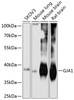 Western blot analysis of extracts of various cell lines, using GJA1 antibody (14-130) at 1:1000 dilution.<br/>Secondary antibody: HRP Goat Anti-Rabbit IgG (H+L) at 1:10000 dilution.<br/>Lysates/proteins: 25ug per lane.<br/>Blocking buffer: 3% nonfat dry milk in TBST.<br/>Detection: ECL Basic Kit.<br/>Exposure time: 10s.
