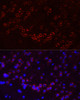 Immunofluorescence analysis of mouse brain using GJA1 Polyclonal Antibody (14-130) at dilution of 1:100 (40x lens) . Blue: DAPI for nuclear staining.
