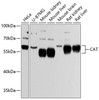 Western blot analysis of extracts of various cell lines, using CAT Antibody (14-138) at 1:3000 dilution.<br/>Secondary antibody: HRP Goat Anti-Rabbit IgG (H+L) at 1:10000 dilution.<br/>Lysates/proteins: 25ug per lane.<br/>Blocking buffer: 3% nonfat dry milk in TBST.<br/>Detection: ECL Basic Kit.<br/>Exposure time: 5s.