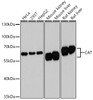 Western blot analysis of extracts of various cell lines, using CAT antibody (14-140) at 1:3000 dilution.<br/>Secondary antibody: HRP Goat Anti-Rabbit IgG (H+L) at 1:10000 dilution.<br/>Lysates/proteins: 25ug per lane.<br/>Blocking buffer: 3% nonfat dry milk in TBST.<br/>Detection: ECL Basic Kit.<br/>Exposure time: 5s.