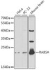 Western blot analysis of extracts of various cell lines, using RAB5A antibody (14-146) at 1:1000 dilution.<br/>Secondary antibody: HRP Goat Anti-Rabbit IgG (H+L) at 1:10000 dilution.<br/>Lysates/proteins: 25ug per lane.<br/>Blocking buffer: 3% nonfat dry milk in TBST.