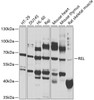Western blot analysis of extracts of various cell lines, using REL antibody (14-150) at 1:1000 dilution.<br/>Secondary antibody: HRP Goat Anti-Rabbit IgG (H+L) at 1:10000 dilution.<br/>Lysates/proteins: 25ug per lane.<br/>Blocking buffer: 3% nonfat dry milk in TBST.<br/>Detection: ECL Basic Kit.<br/>Exposure time: 90s.