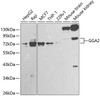 Western blot analysis of extracts of various cell lines, using GGA2 antibody (14-174) at 1:1000 dilution.<br/>Secondary antibody: HRP Goat Anti-Rabbit IgG (H+L) at 1:10000 dilution.<br/>Lysates/proteins: 25ug per lane.<br/>Blocking buffer: 3% nonfat dry milk in TBST.