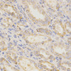 Immunohistochemistry of paraffin-embedded human kidney using GGA2 Antibody (14-174) at dilution of 1:200 (40x lens) .