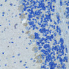 Immunohistochemistry of paraffin-embedded mouse brain using Nestin antibody (14-175) at dilution of 1:100 (40x lens) .