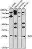 Western blot analysis of extracts of various cell lines, using KLK6 antibody (14-213) at 1:1000 dilution.<br/>Secondary antibody: HRP Goat Anti-Rabbit IgG (H+L) at 1:10000 dilution.<br/>Lysates/proteins: 25ug per lane.<br/>Blocking buffer: 3% nonfat dry milk in TBST.<br/>Detection: ECL Basic Kit.<br/>Exposure time: 90s.
