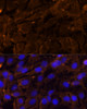 Immunofluorescence analysis of C6 cells using MMP3 Polyclonal Antibody (14-227) at dilution of 1:100 (40x lens) . Blue: DAPI for nuclear staining.