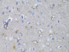 Immunohistochemistry of paraffin-embedded rat brain using MYH10 antibody (14-230) at dilution of 1:100 (40x lens) .