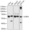 Western blot analysis of extracts of various cell lines, using GABPA antibody (14-238) at 1:1000 dilution.<br/>Secondary antibody: HRP Goat Anti-Rabbit IgG (H+L) at 1:10000 dilution.<br/>Lysates/proteins: 25ug per lane.<br/>Blocking buffer: 3% nonfat dry milk in TBST.<br/>Detection: ECL Basic Kit.<br/>Exposure time: 1s.