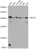 Western blot analysis of extracts of various cell lines, using GIGYF2 antibody (14-246) at 1:3000 dilution.<br/>Secondary antibody: HRP Goat Anti-Rabbit IgG (H+L) at 1:10000 dilution.<br/>Lysates/proteins: 25ug per lane.<br/>Blocking buffer: 3% nonfat dry milk in TBST.<br/>Detection: ECL Basic Kit.<br/>Exposure time: 90s.