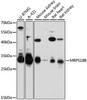 Western blot analysis of extracts of various cell lines, using MRPS18B antibody (14-252) at 1:3000 dilution.<br/>Secondary antibody: HRP Goat Anti-Rabbit IgG (H+L) at 1:10000 dilution.<br/>Lysates/proteins: 25ug per lane.<br/>Blocking buffer: 3% nonfat dry milk in TBST.<br/>Detection: ECL Basic Kit.<br/>Exposure time: 30s.