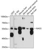 Western blot analysis of extracts of various cell lines, using NAGS antibody (14-253) at 1:3000 dilution.<br/>Secondary antibody: HRP Goat Anti-Rabbit IgG (H+L) at 1:10000 dilution.<br/>Lysates/proteins: 25ug per lane.<br/>Blocking buffer: 3% nonfat dry milk in TBST.<br/>Detection: ECL Basic Kit.<br/>Exposure time: 90s.