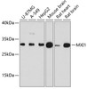 Western blot analysis of extracts of various cell lines, using MXI1 antibody (14-259) at 1:3000 dilution.<br/>Secondary antibody: HRP Goat Anti-Rabbit IgG (H+L) at 1:10000 dilution.<br/>Lysates/proteins: 25ug per lane.<br/>Blocking buffer: 3% nonfat dry milk in TBST.<br/>Detection: ECL Basic Kit.<br/>Exposure time: 30s.