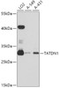 Western blot analysis of extracts of various cell lines, using TATDN1 antibody (14-263) at 1:3000 dilution.<br/>Secondary antibody: HRP Goat Anti-Rabbit IgG (H+L) at 1:10000 dilution.<br/>Lysates/proteins: 25ug per lane.<br/>Blocking buffer: 3% nonfat dry milk in TBST.<br/>Detection: ECL Basic Kit.<br/>Exposure time: 30s.