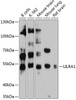 Western blot analysis of extracts of various cell lines, using LILRA1 antibody (14-264) at 1:3000 dilution.<br/>Secondary antibody: HRP Goat Anti-Rabbit IgG (H+L) at 1:10000 dilution.<br/>Lysates/proteins: 25ug per lane.<br/>Blocking buffer: 3% nonfat dry milk in TBST.<br/>Detection: ECL Basic Kit.<br/>Exposure time: 60s.