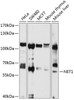 Western blot analysis of extracts of various cell lines, using NET1 antibody (14-270) at 1:1000 dilution.<br/>Secondary antibody: HRP Goat Anti-Rabbit IgG (H+L) at 1:10000 dilution.<br/>Lysates/proteins: 25ug per lane.<br/>Blocking buffer: 3% nonfat dry milk in TBST.<br/>Detection: ECL Basic Kit.<br/>Exposure time: 15s.