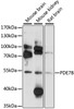 Western blot analysis of extracts of various cell lines, using PDE7B antibody (14-271) at 1:1000 dilution.<br/>Secondary antibody: HRP Goat Anti-Rabbit IgG (H+L) at 1:10000 dilution.<br/>Lysates/proteins: 25ug per lane.<br/>Blocking buffer: 3% nonfat dry milk in TBST.<br/>Detection: ECL Basic Kit.<br/>Exposure time: 90s.
