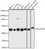 Western blot analysis of extracts of various cell lines, using SLC25A24 antibody (14-274) at 1:1000 dilution.<br/>Secondary antibody: HRP Goat Anti-Rabbit IgG (H+L) at 1:10000 dilution.<br/>Lysates/proteins: 25ug per lane.<br/>Blocking buffer: 3% nonfat dry milk in TBST.<br/>Detection: ECL Basic Kit.<br/>Exposure time: 1s.