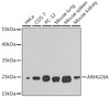Western blot analysis of extracts of various cell lines, using ARHGDIA antibody (14-275) at 1:1000 dilution.<br/>Secondary antibody: HRP Goat Anti-Rabbit IgG (H+L) at 1:10000 dilution.<br/>Lysates/proteins: 25ug per lane.<br/>Blocking buffer: 3% nonfat dry milk in TBST.