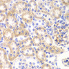 Immunohistochemistry of paraffin-embedded rat kidney using SHMT2 Antibody (14-280) at dilution of 1:100 (40x lens) .