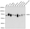 Western blot analysis of extracts of various cell lines, using WDR1 antibody (14-288) at 1:3000 dilution.<br/>Secondary antibody: HRP Goat Anti-Rabbit IgG (H+L) at 1:10000 dilution.<br/>Lysates/proteins: 25ug per lane.<br/>Blocking buffer: 3% nonfat dry milk in TBST.<br/>Detection: ECL Basic Kit.<br/>Exposure time: 1s.