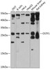 Western blot analysis of extracts of various cell lines, using OSTF1 antibody (14-292) at 1:3000 dilution.<br/>Secondary antibody: HRP Goat Anti-Rabbit IgG (H+L) at 1:10000 dilution.<br/>Lysates/proteins: 25ug per lane.<br/>Blocking buffer: 3% nonfat dry milk in TBST.<br/>Detection: ECL Enhanced Kit.<br/>Exposure time: 30s.